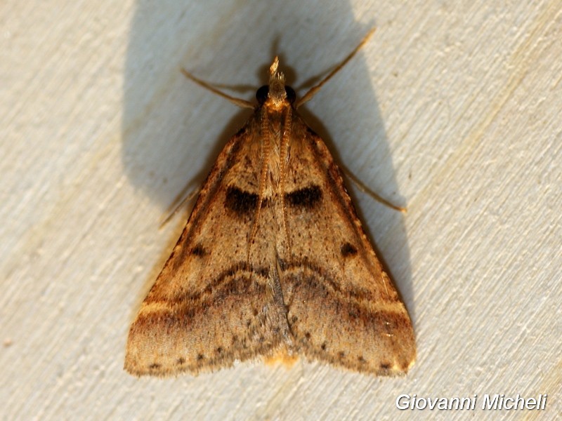 Stemmatophora brunnealis, Pyralidae ? S